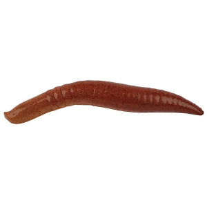 Berkley Gulp! Floating Pinched Crawler Worm 1" Garlic Scent Nightcrawler