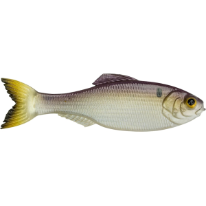 6th Sense Panorama 5" Jerkbait Gizzard Gold - 6Th Sense