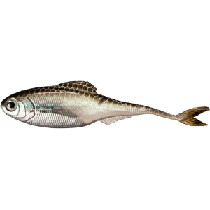 6th Sense Masterclass Fiction Shad 4.3" Swimbait Green Shiner - 6Th Sense