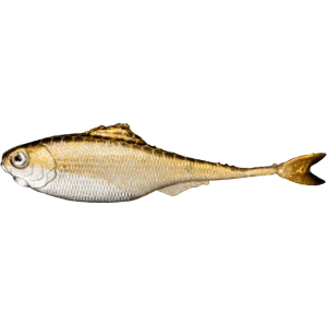 6th Sense Masterclass Fiction Shad 2.8" Swimbait Golden Shiner - 6Th Sense