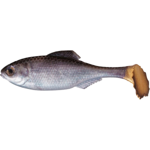 6th Sense Masterclass Panorama Swimbait 2.9" Swimbait Live Shad - 6Th Sense