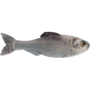 6th Sense Panorama 5" Jerkbait Live Shad - 6Th Sense