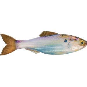 6th Sense Plump Panorama 5.0 Jerkbait Live Gizzard Shad