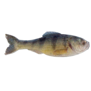 6th Sense Panorama Softbait 2.8" Live Yellow Perch