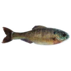 6th Sense Panorama Softbait 3.5" Live Bluegill