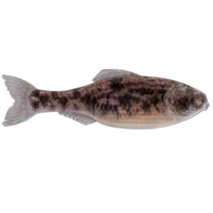 6th Sense Panorama Softbait 3.5" Live Goby
