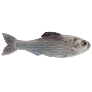6th Sense Panorama Softbait 3.5" Live Shad