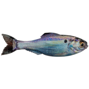 6th Sense Panorama Softbait 3.5" Live Gizzard Shad